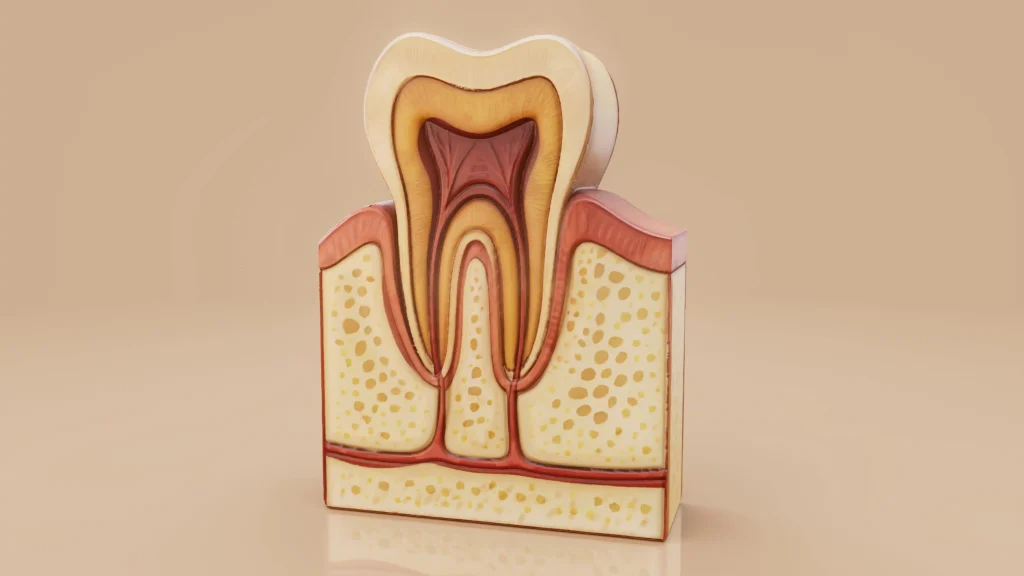 Root canal tooth anatomy model showing the inner pulp and nerve structure